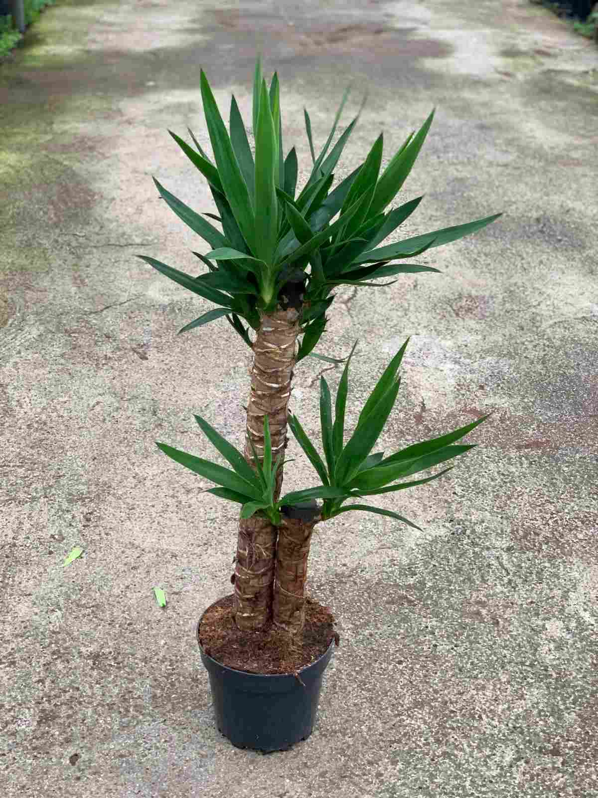 YUCCA C 18 60.30 CM